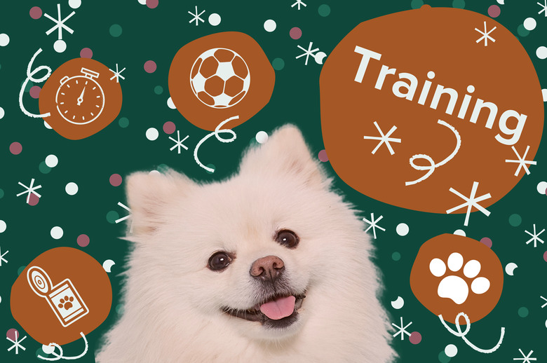 Pomeranian dog on green background with brown circles