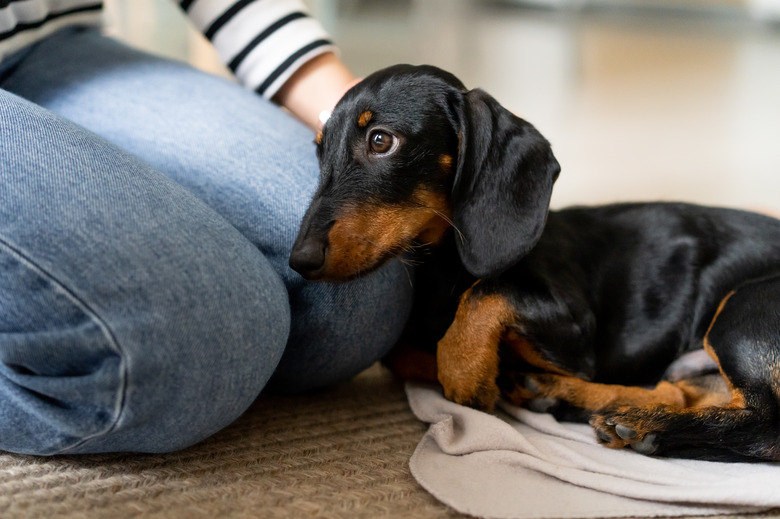 Girl petting her Dachshund puppy dog lying on the carpet