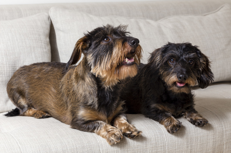 Wire-Haired Black And Tan Dachshunds Lounging On Couch
