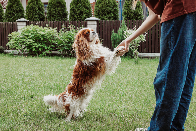 Person training Cavalier King Charles coker spaniel in a backyard