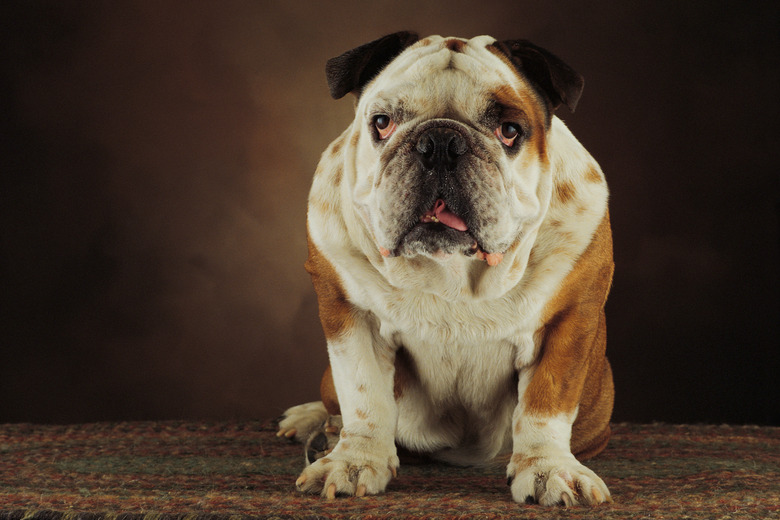 Studio shot of bulldog