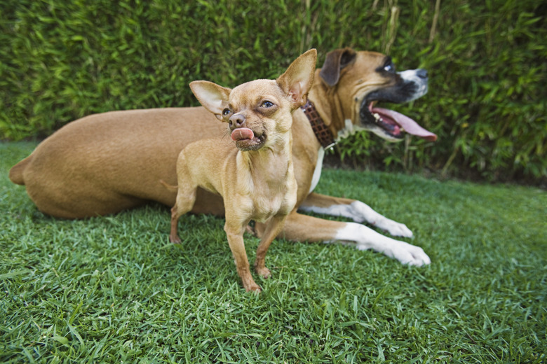 Chihuahua and Boxer