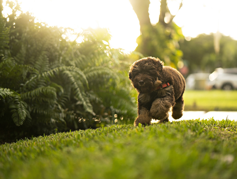 Australian labradoodle running in the front yard