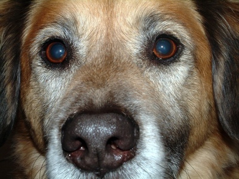 Close up of a brown dog