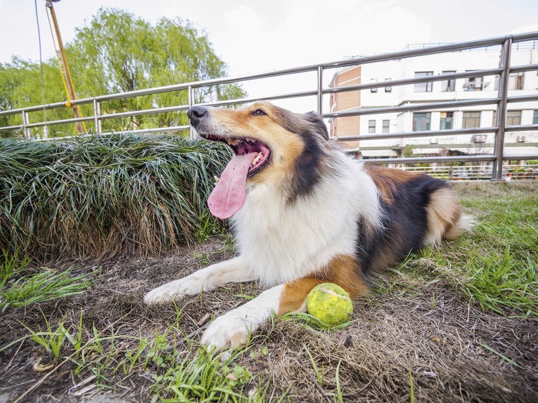 Dog-Shetland sheepdog