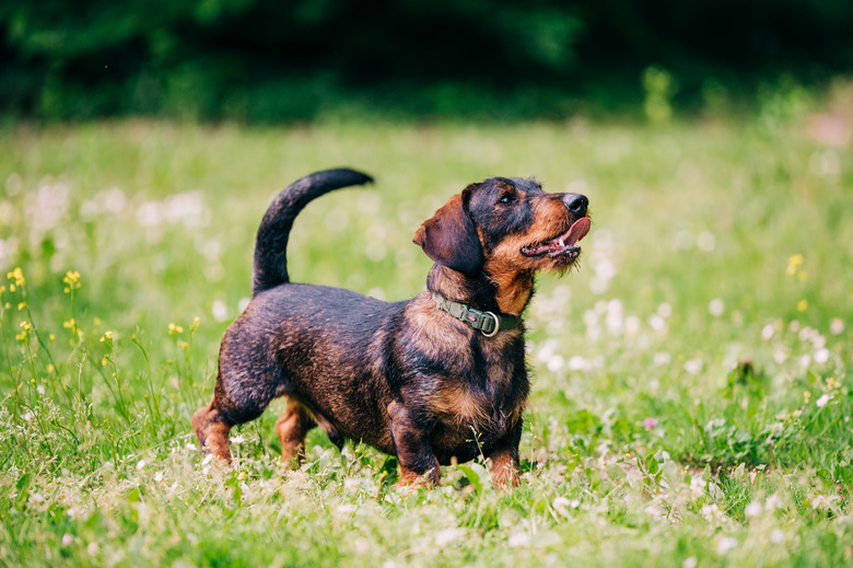 Dachshund dog known as wiener dog or sausage dog.