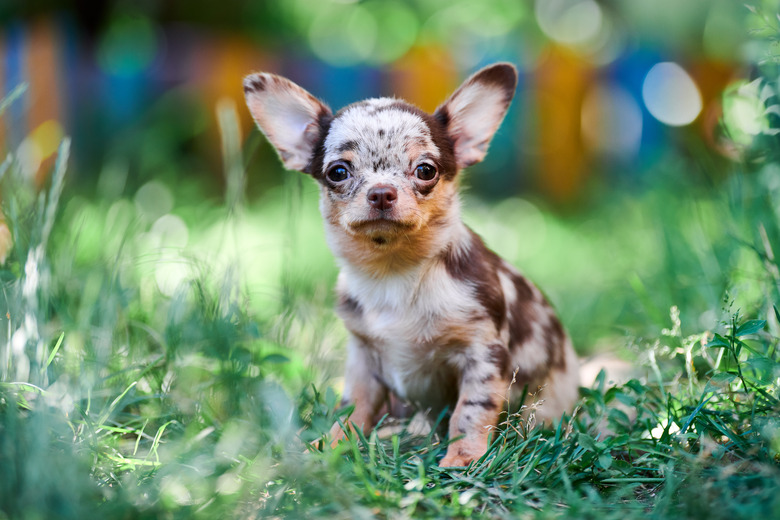 Chihuahua puppy