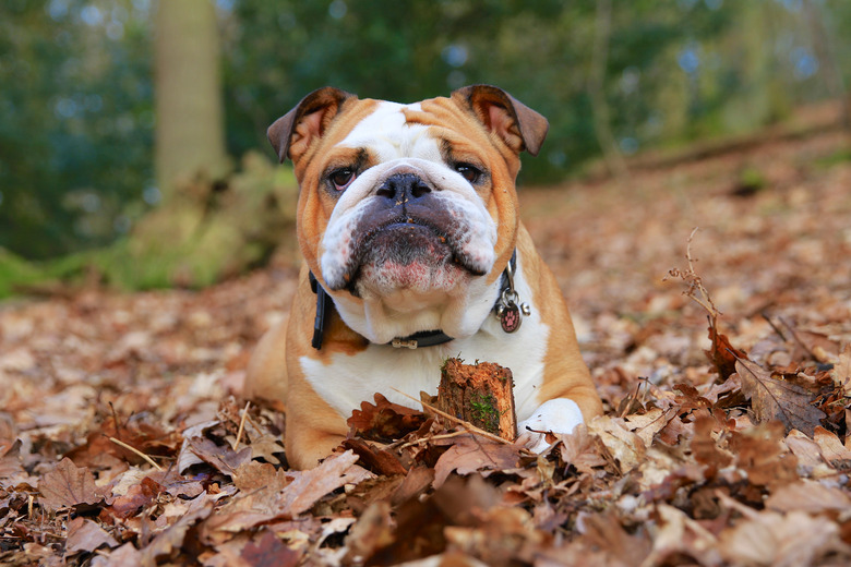 British Bulldog laying in Autumn Leaves