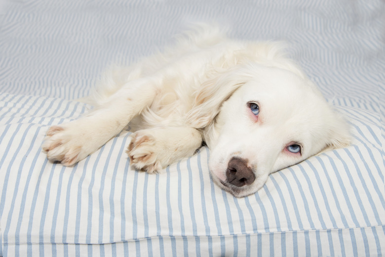 CUTE YOUNG TERRIER DOG WITH BLUE EYES FALLING ASLEEP ON STRIPPED BED OWNER. SICK