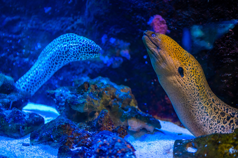 Beautiful aquarium with different types of moray and corals in the neon light in Prague