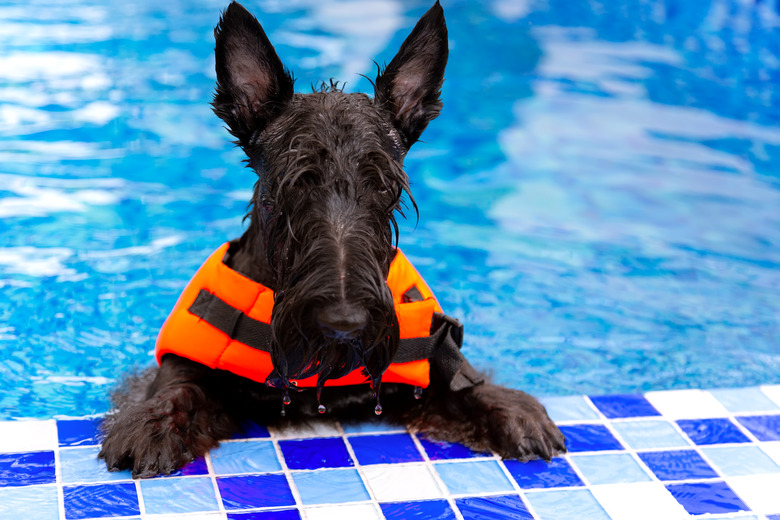 Swimming Schnauzer breed dog