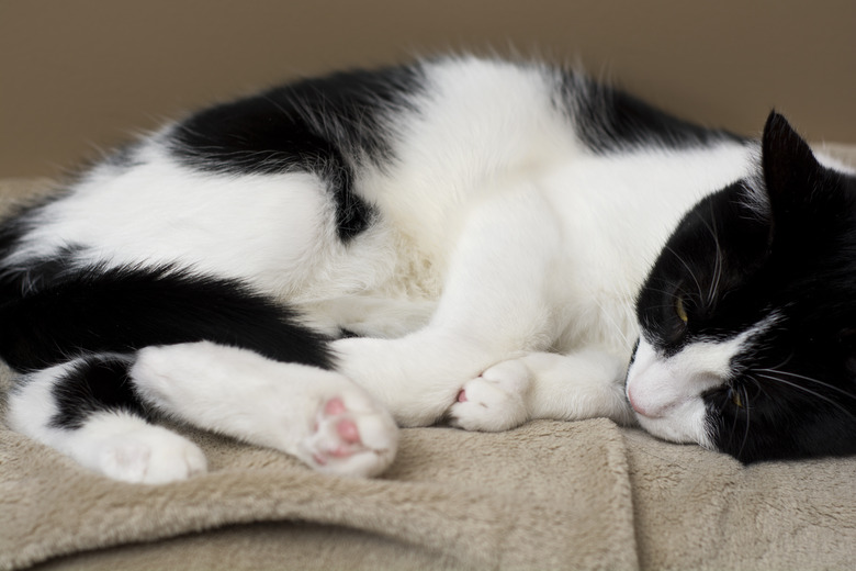 Black and white cat on side