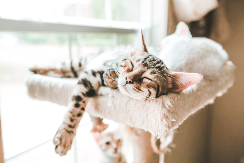 Carefree Kitten