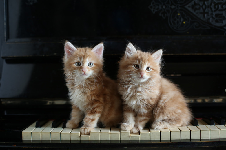 Two kittens sitting on vintage piano key. red ginger color