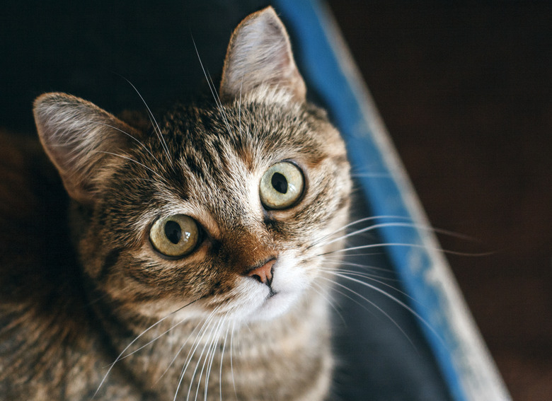 A homeless cat