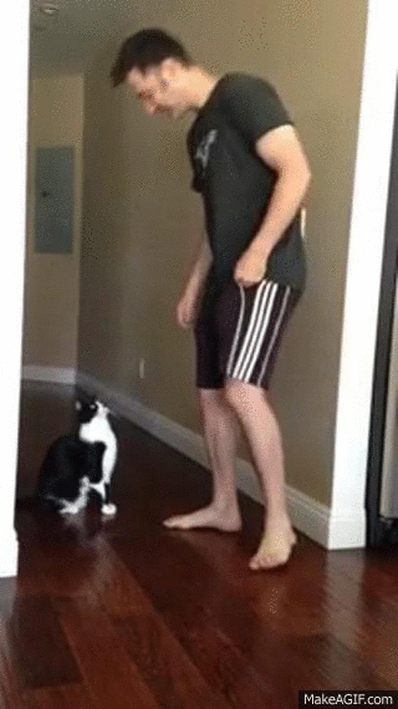 lifting up cat