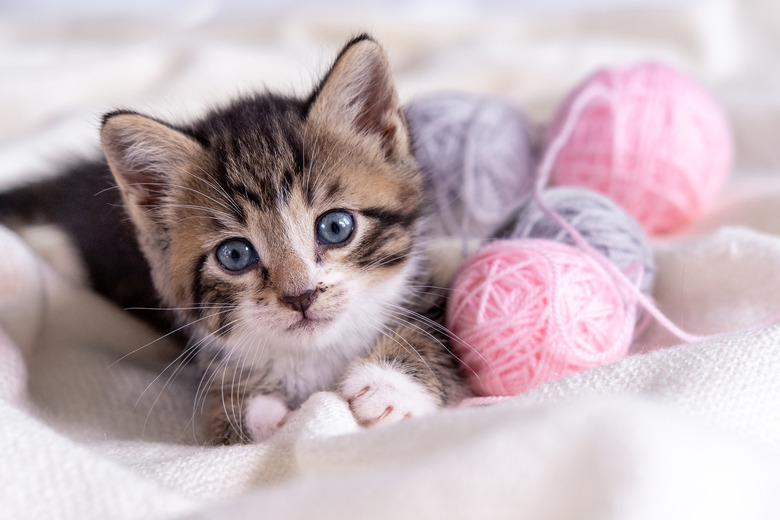 Striped cat playing with pink and grey balls skeins of thread on white bed. Little curious kitten lying over white blanket looking at camera