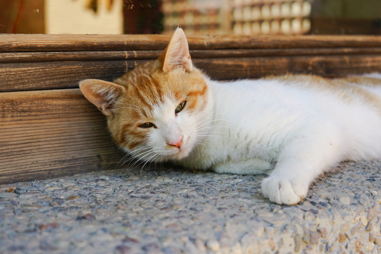Cat on window sill wooden window