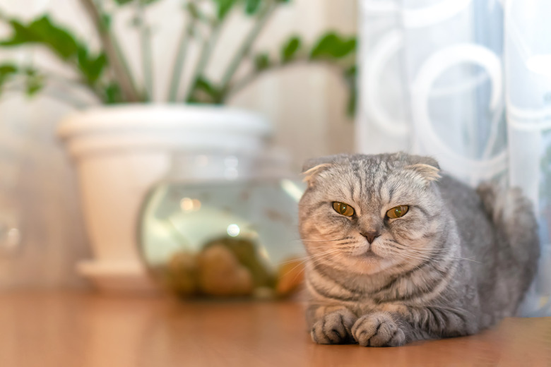 Beautiful grey Scottish fold cat sits on a table close-up with copy space