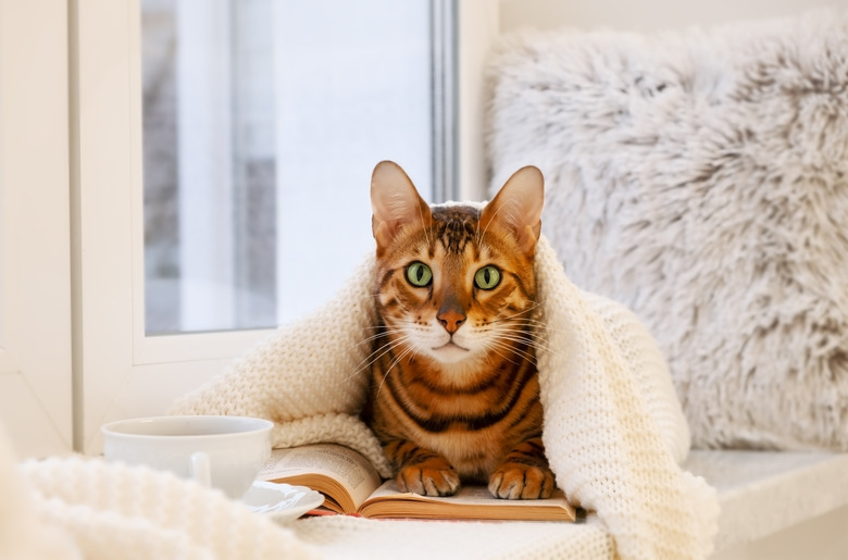 Adorable bengal cat on window sill under knitted plaid with book