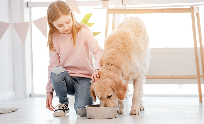 Little girl feeds golden retriever dog