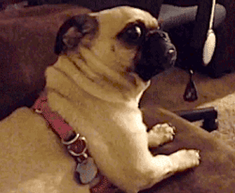 Do Dogs And Cats Know When You're Having Sex