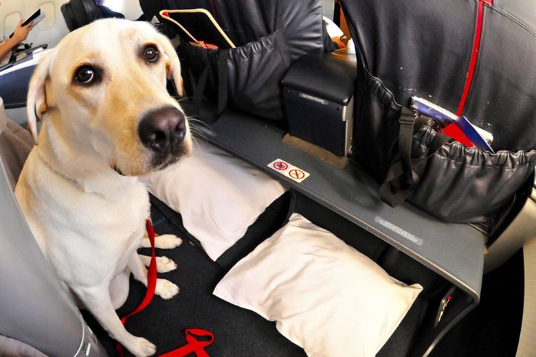 A dog in an airplane cockpit