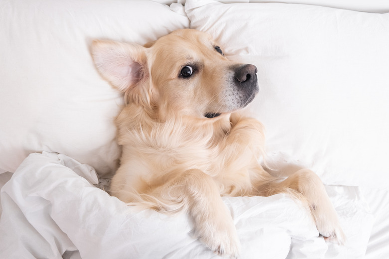 A golden retriever dog is lying on their back in a bed.