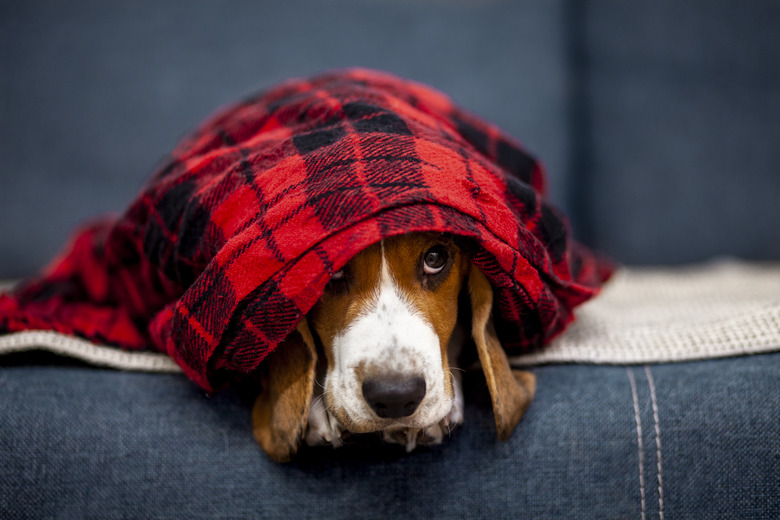 A Beagle puppy lays on a couch underneath a blanket. Just the face and ears are visible.