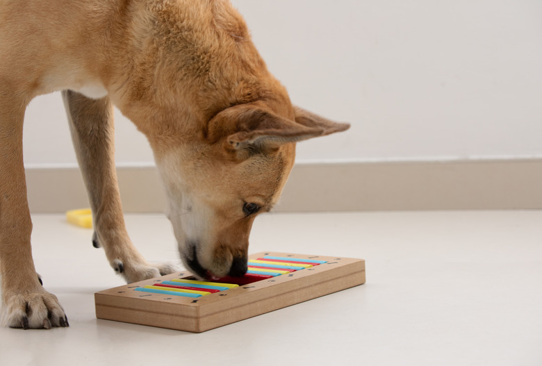 Smart dog is looking for delicious dried treats in intellectual game and eating them