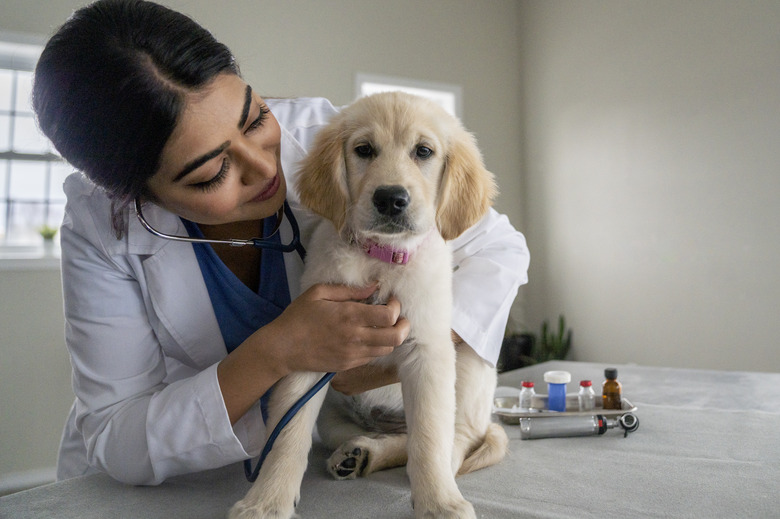 how-often-do-dogs-need-the-parvo-vaccine-cuteness