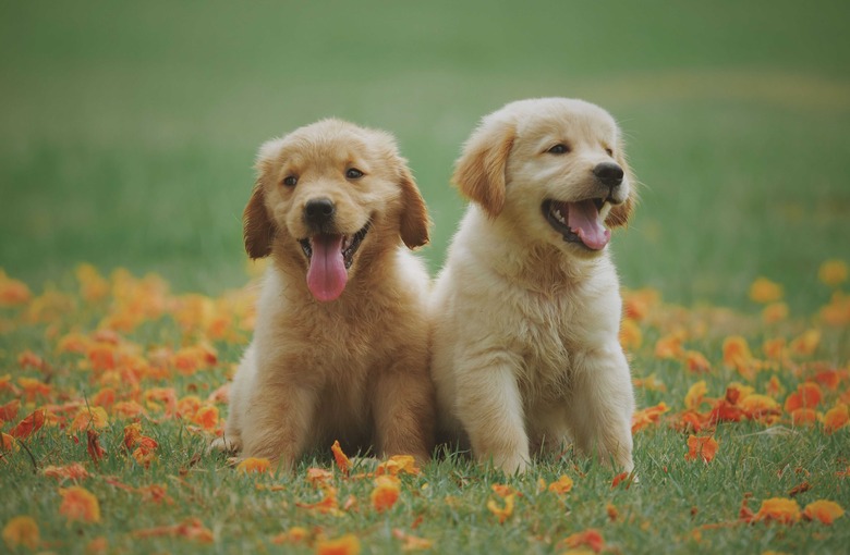 how-often-do-dogs-need-the-parvo-vaccine-cuteness