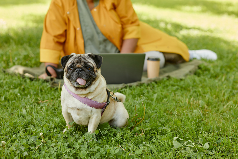 how-often-do-dogs-need-the-parvo-vaccine-cuteness