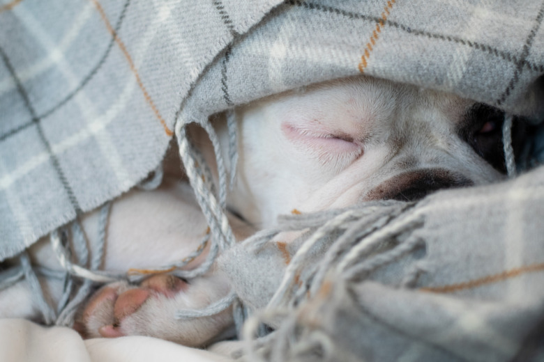 Do Dogs Sleep More In The Winter? Cuteness
