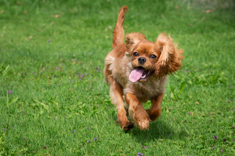 Happy cavalier King Charles spaniel puppy running.