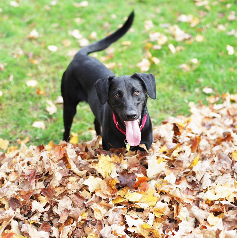 Black Labrador Playing In Autumn Leaves Pile