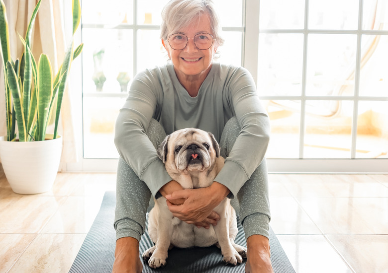 Close up portrait of old pug dog looking at camera. Senior smiling woman sitting on floor ready to practice yoga exercises enjoying relax with her best friend. Dog therapy concept