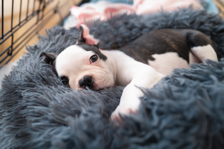 Adorable Boston Terrier puppy