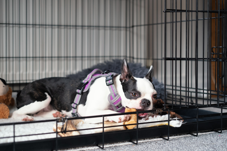 Boston Terrier puppy inside crate with the door open. She is lying down chewing a teething aid chew. She is wearing a harness.
