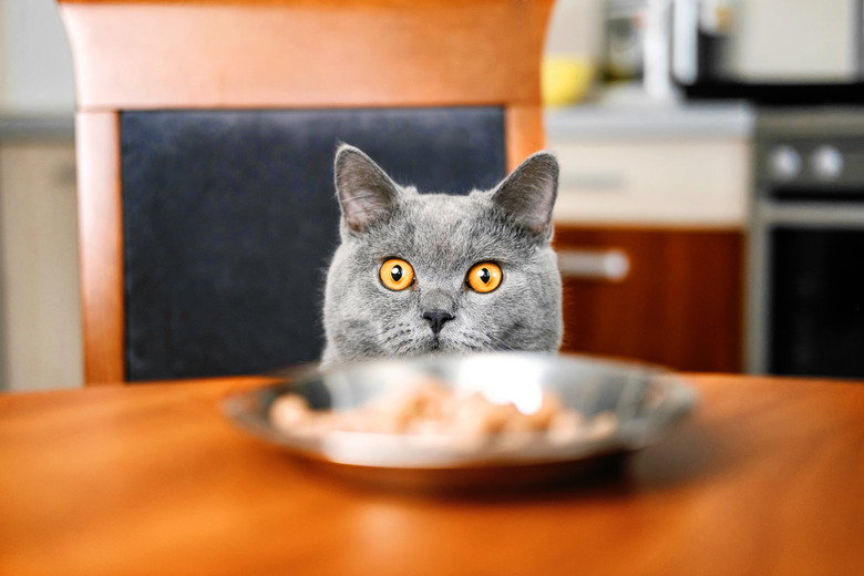 cat is looking at food