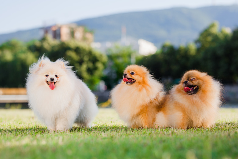 Three Pomeranians - one white