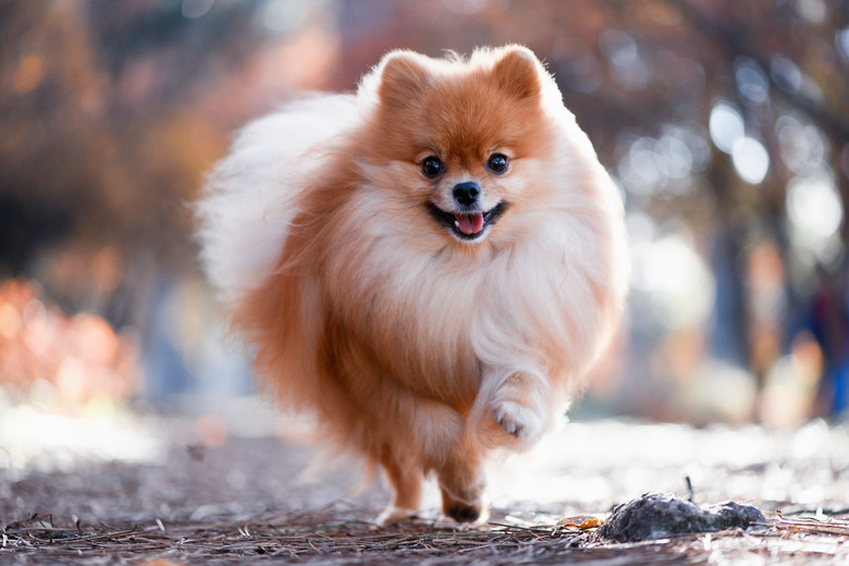 A beautiful dog runs through the bright autumn forest