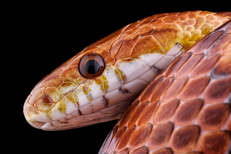 Portrait of corn snake