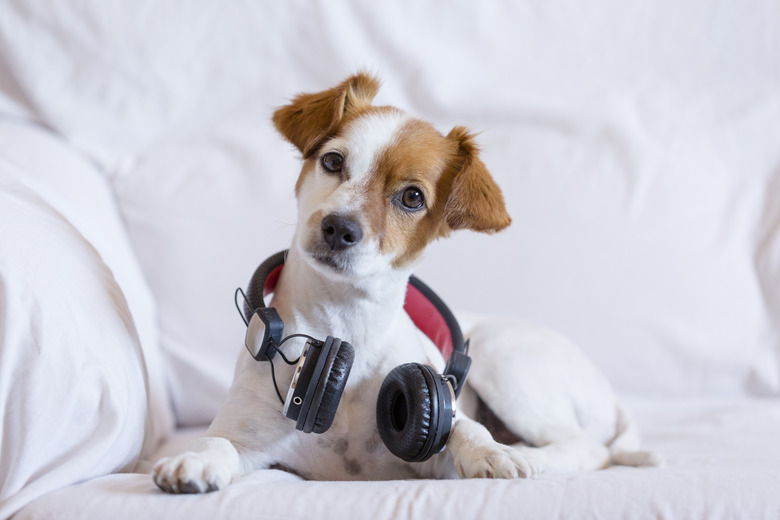 cute young small dog listening sitting on the sofa with headphones. Looking at the camera