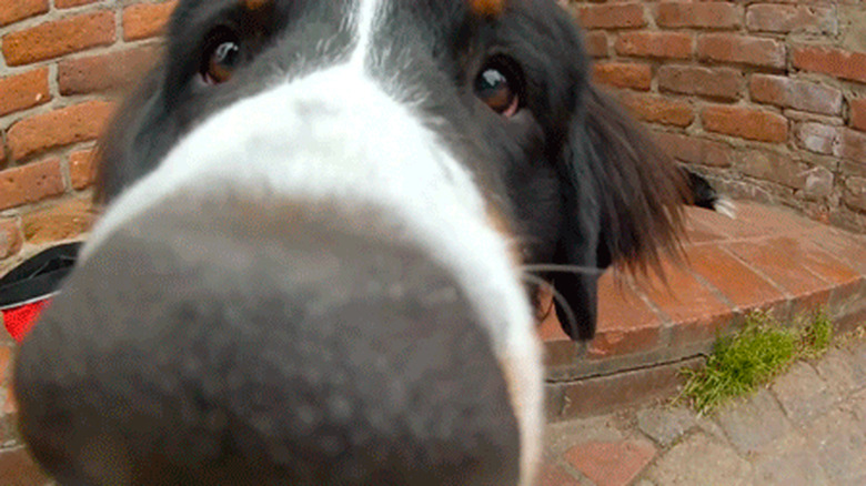 Dog sniffing camera
