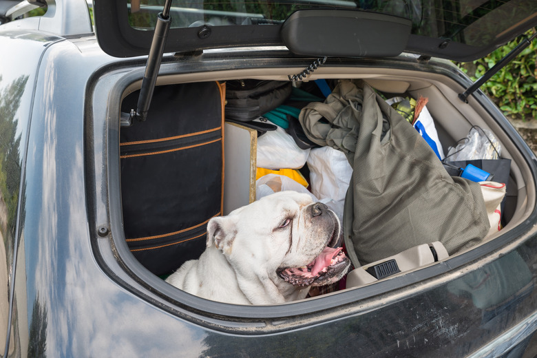 Concept of no abandonment of animals and of correct behavior during the summer holidays. Dog in the car