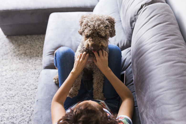 Lovely brown spanish water dog sitting on the sofa with her owner at home