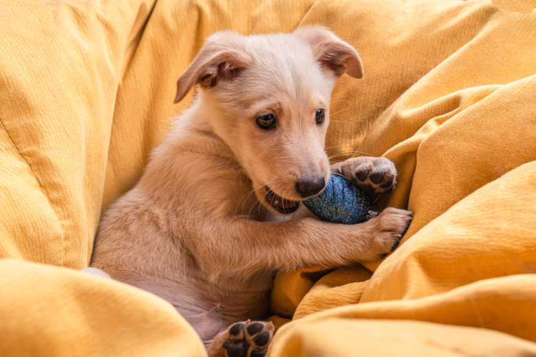Very beautiful and cute mongrel puppy with light brown fur gnaws a blue Christmas tree toy lying on its back on a large yellow blanket