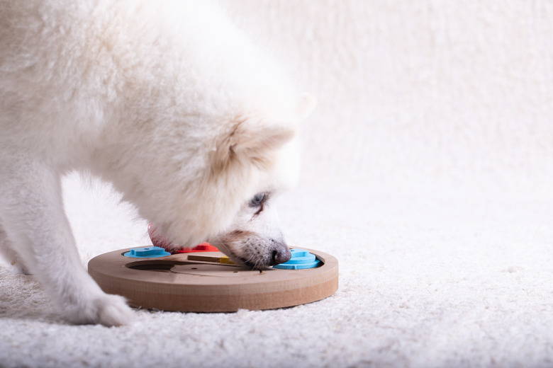 Smart dog is looking for delicious dried treats in intellectual game and eating them