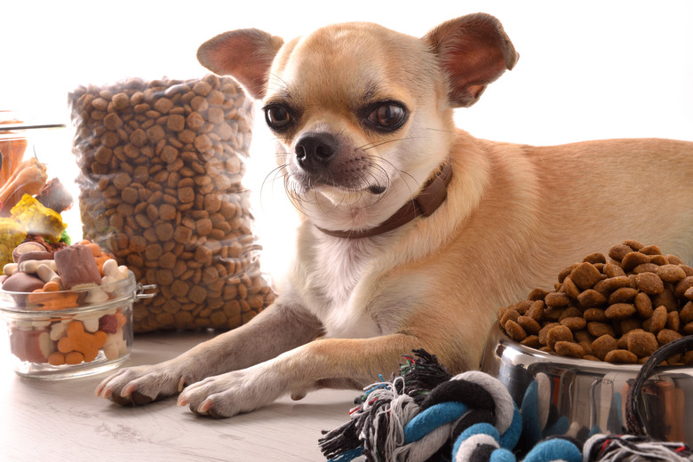 A tan Chihuahua dog with a grumpy-looking expression is lying on a table next to a bag and bowl of dog food